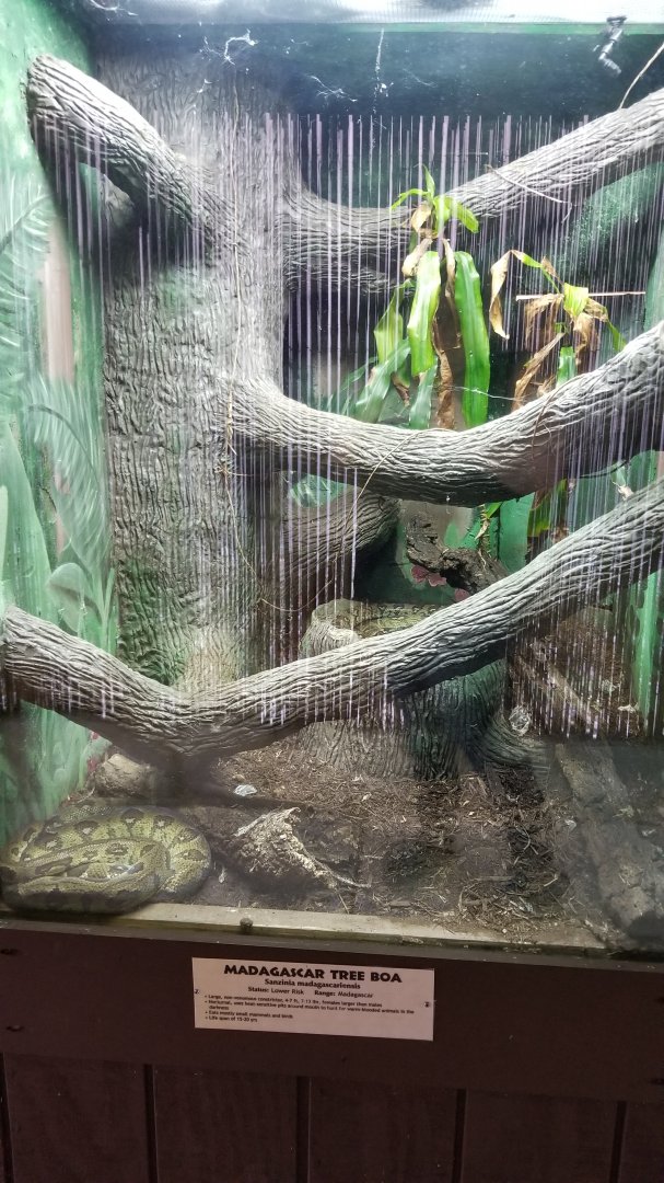 Metro Richmond - Madagascar Tree Boa