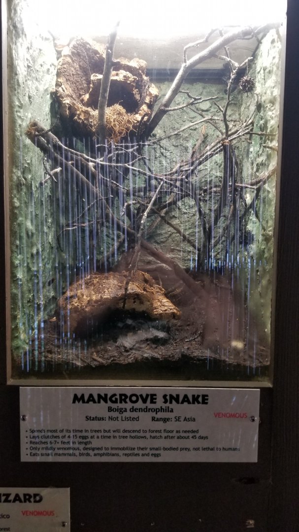 Metro Richmond - Mangrove Snake