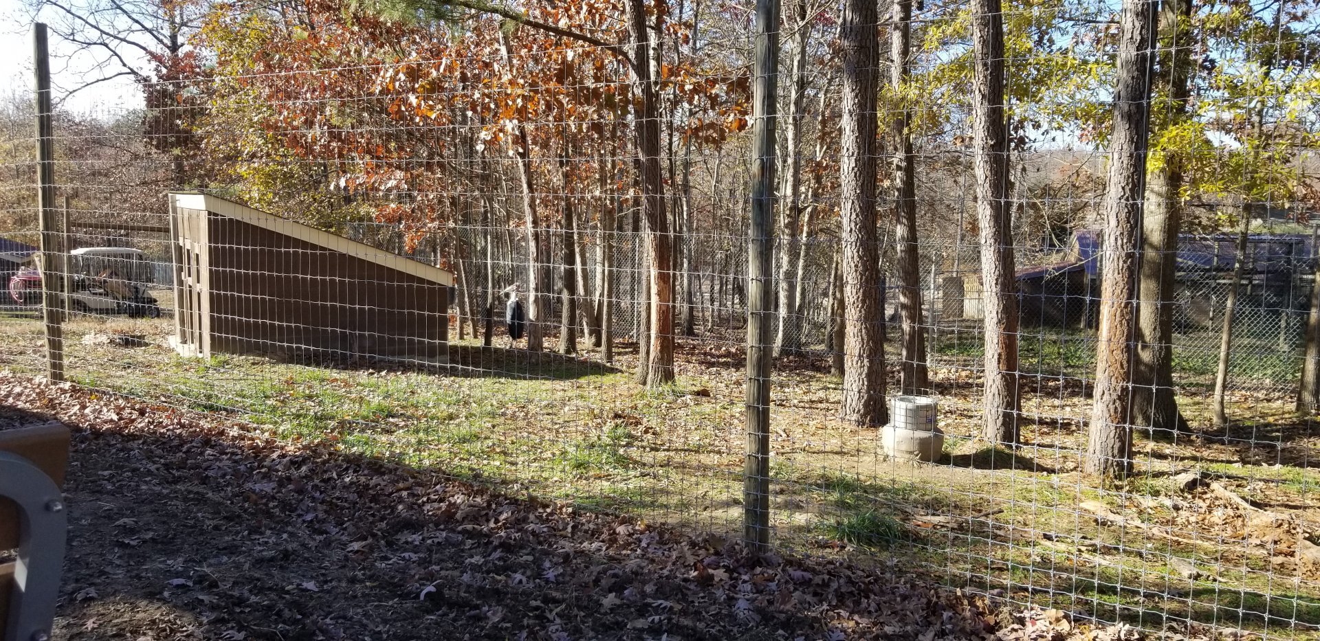 Metro Richmond - Marabou Stork