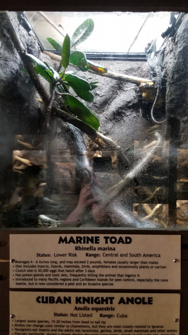 Metro Richmond - Marine Toad, Cuban Knight Anole