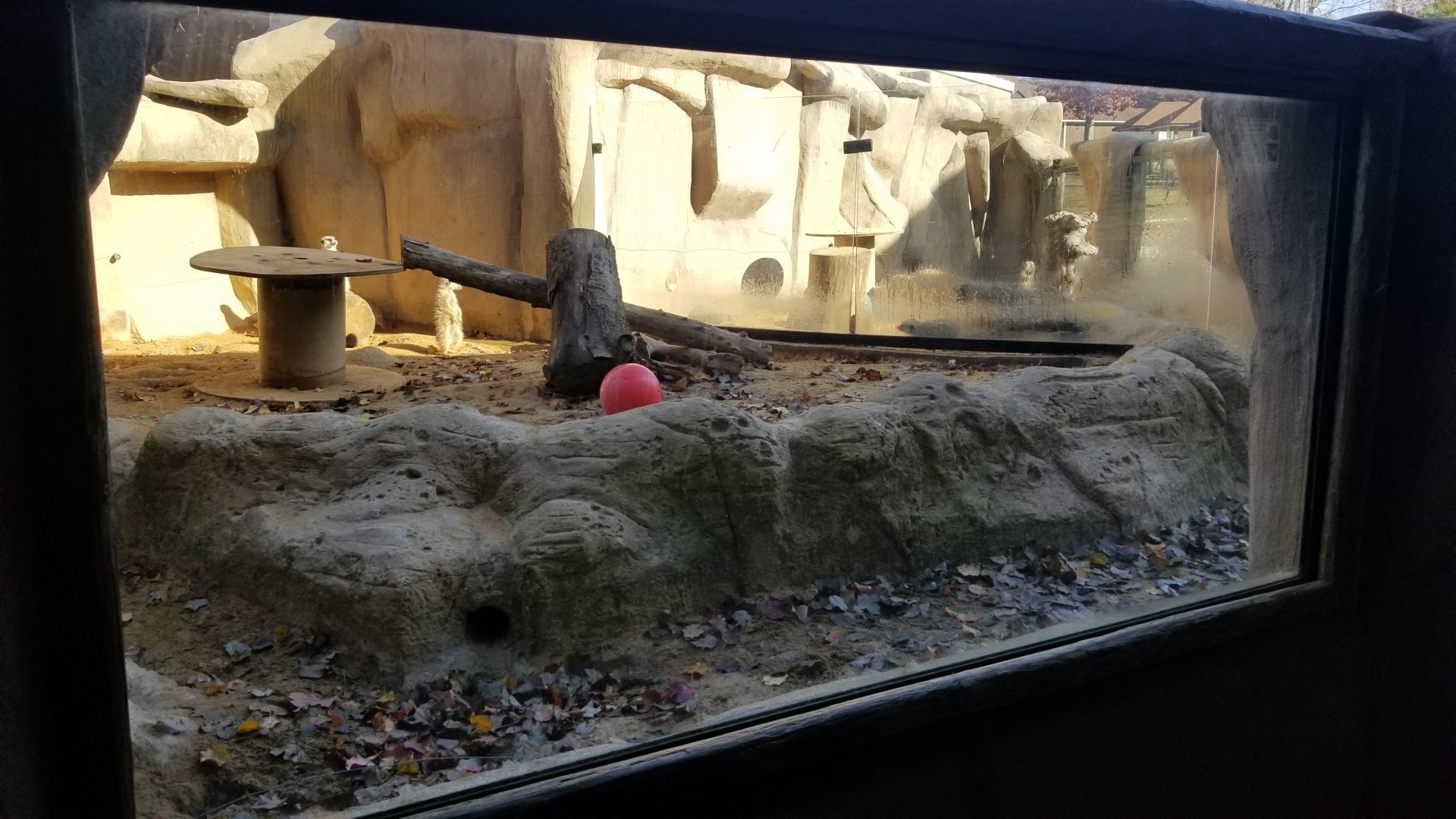 Metro Richmond - Meerkats outdoor area