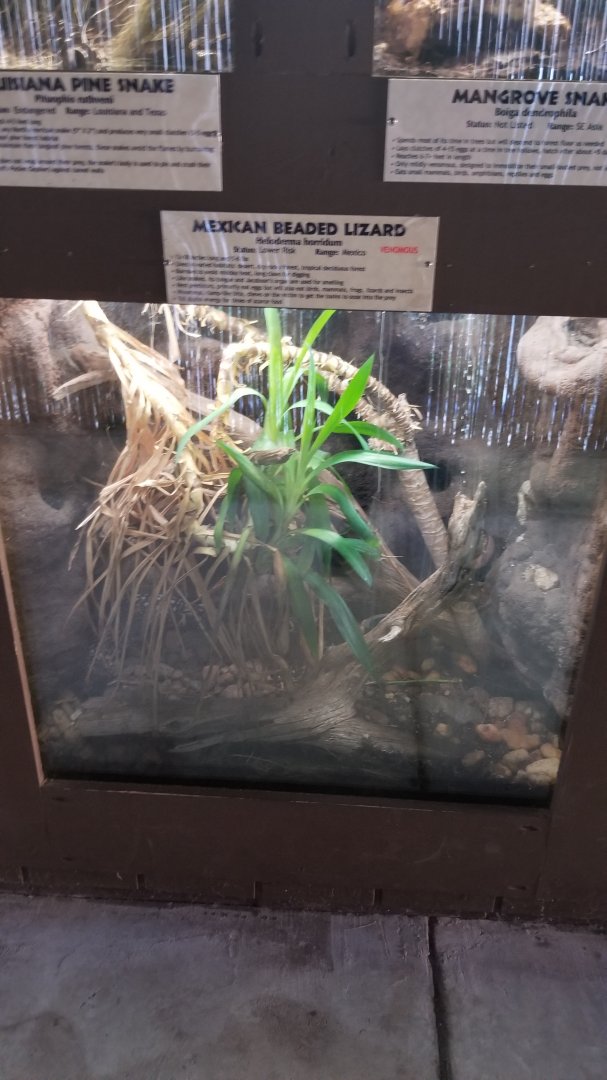 Metro Richmond - Mexican Beaded Lizard