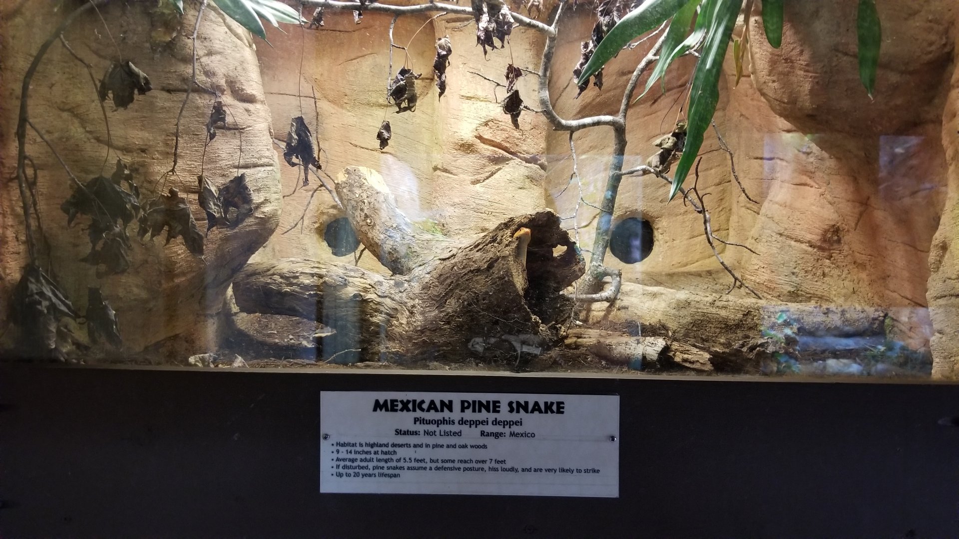 Metro Richmond - Mexican Pine Snake