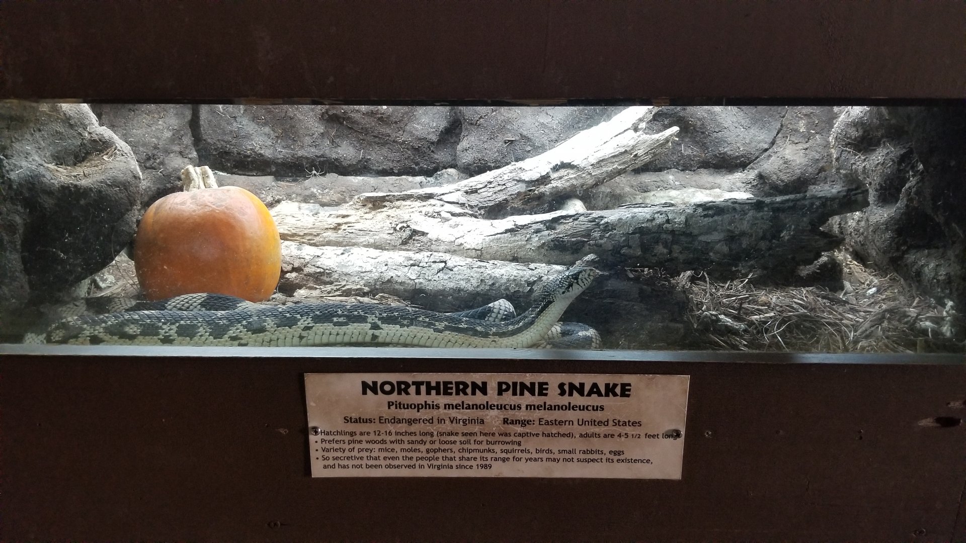 Metro Richmond - Northern Pine Snake