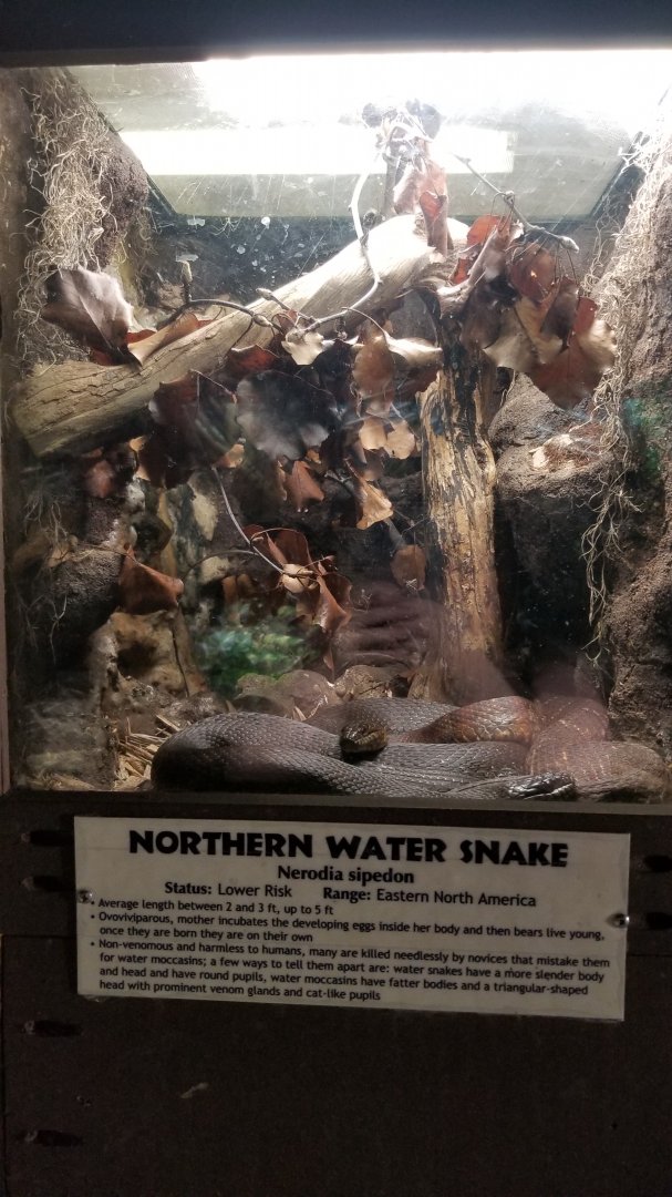 Metro Richmond - Northern Water Snake
