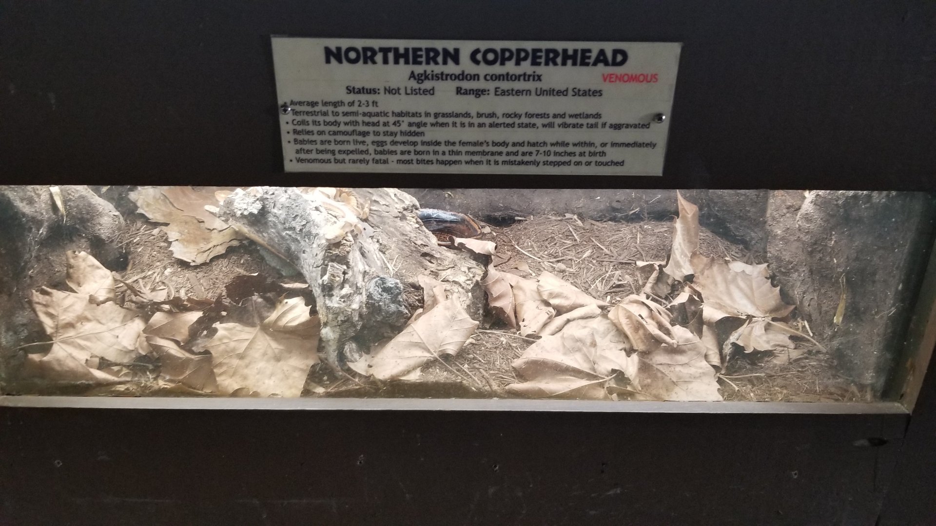 Metro Richmond - Nothern Copperhead
