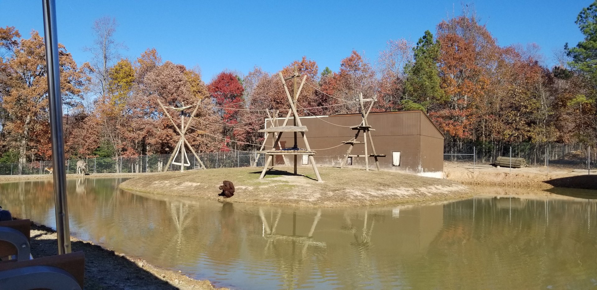 Metro Richmond - Orangutan island in safari area