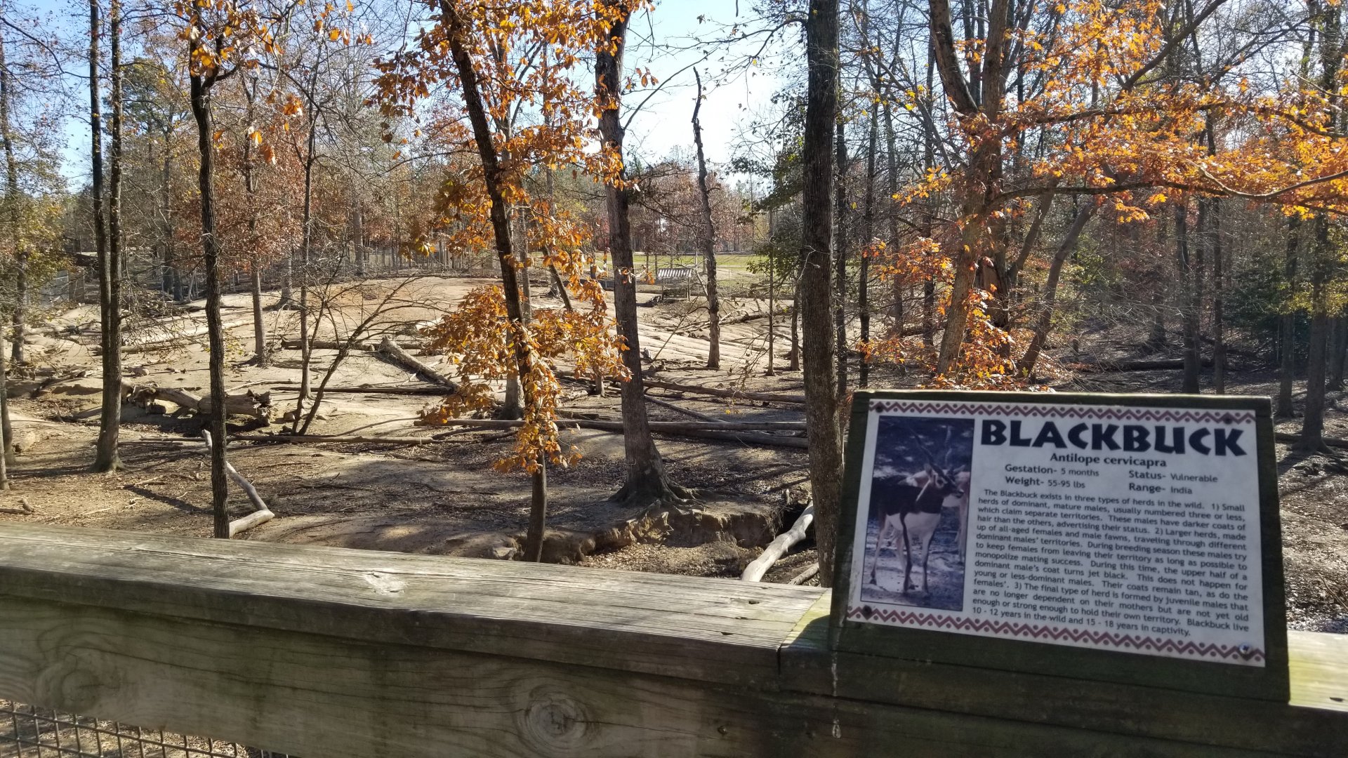 Metro Richmond - Part of Tahr/Markhor/Blackbuck yard