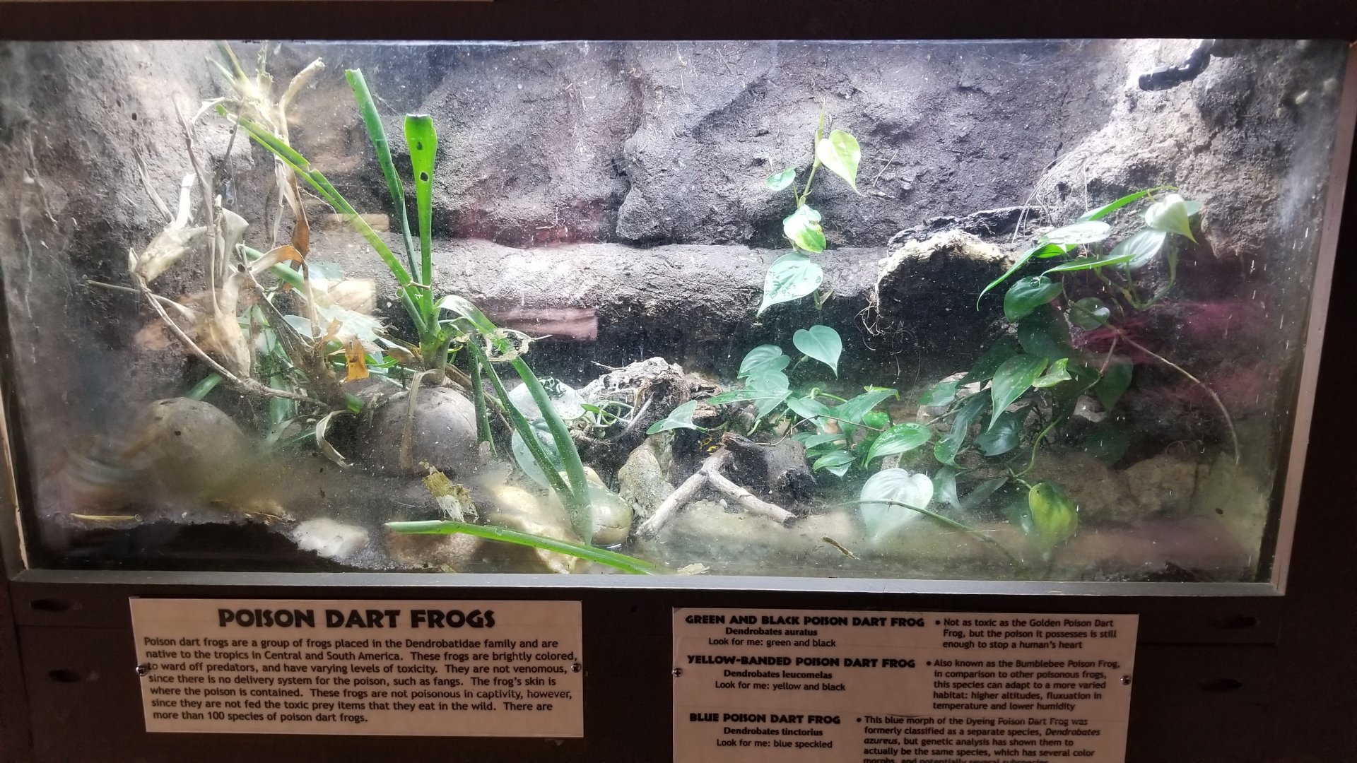 Metro Richmond - Poison Dart Frogs