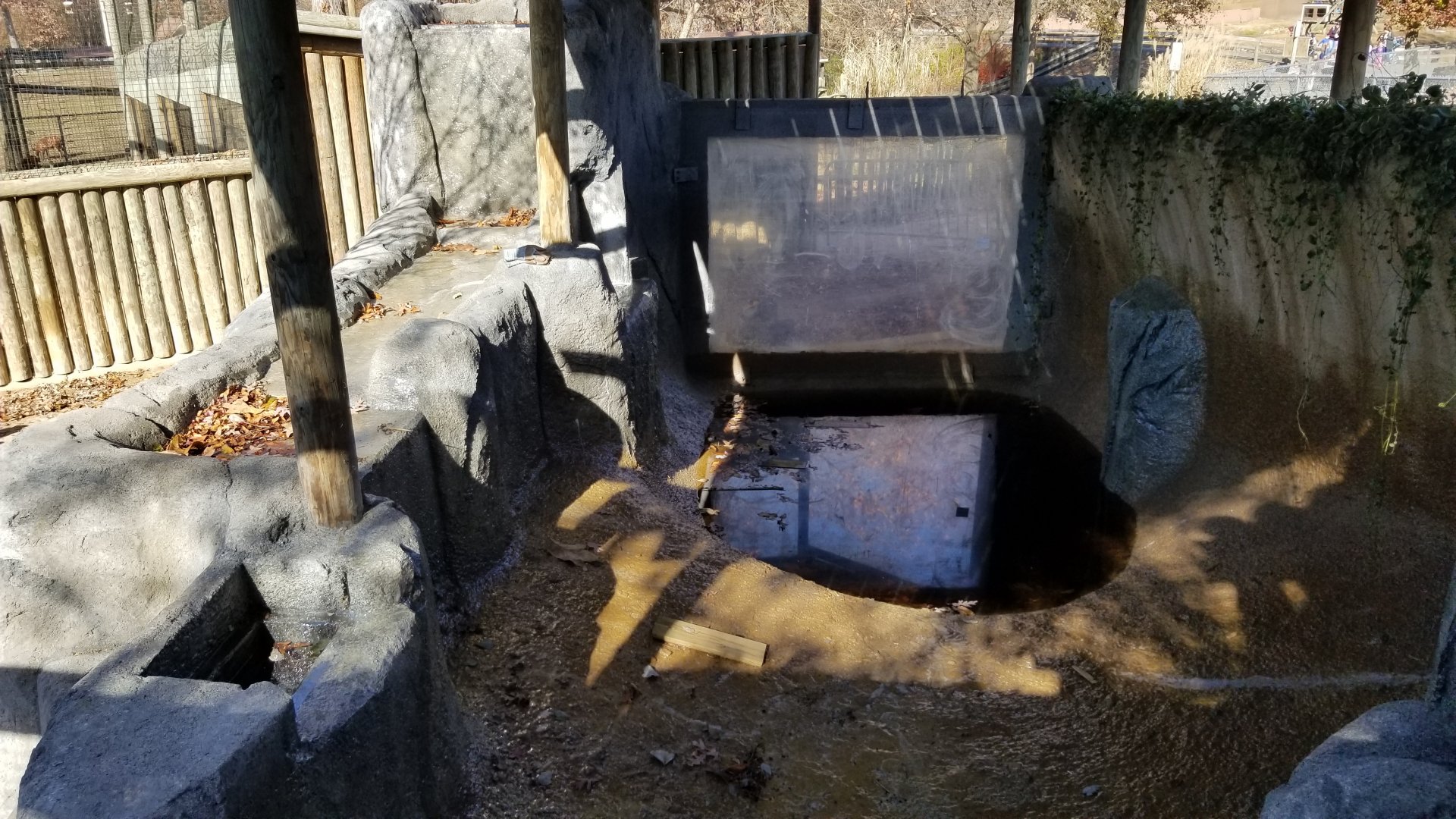 Metro Richmond - Pygmy hippos, small pool