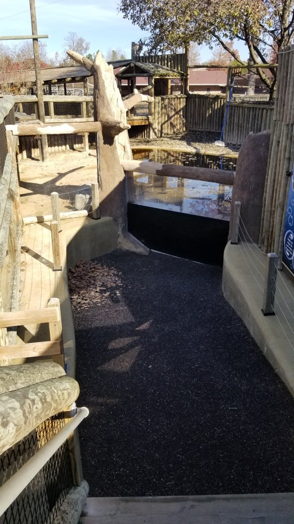 Metro Richmond - Pygmy Hippos, "underwater viewing"