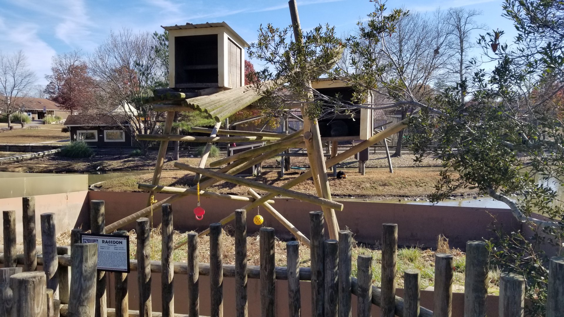 Metro Richmond - Raccoons