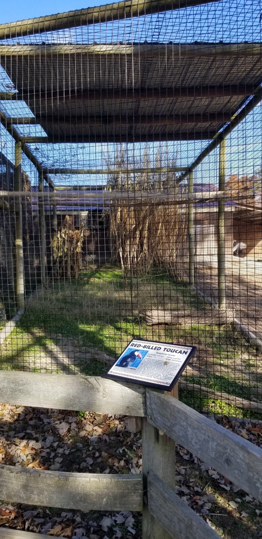 Metro Richmond - Red-billed Toucan