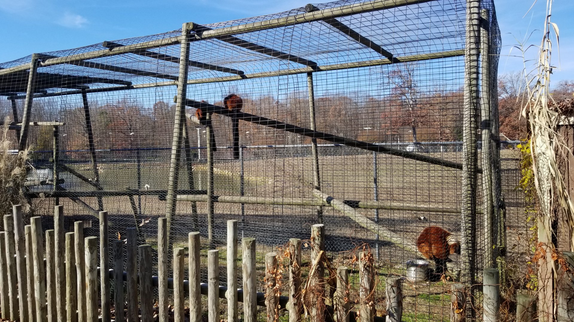 Metro Richmond - Red Ruffed Lemur