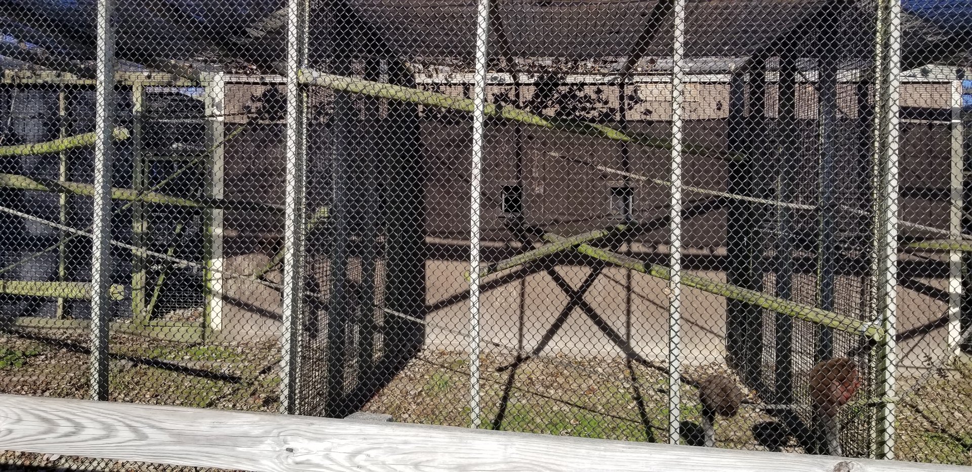 Metro Richmond - Red Titi Monkeys