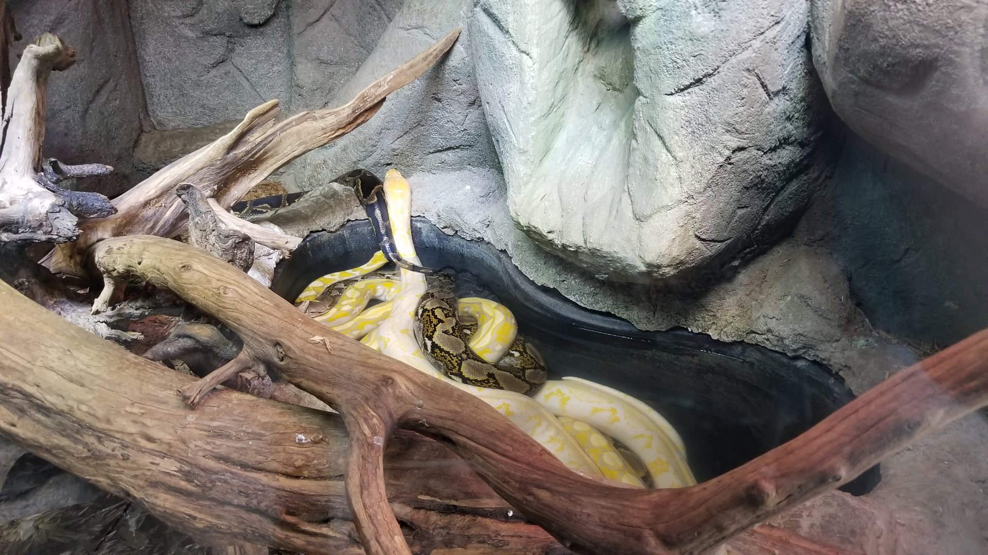 Metro Richmond - Reticulated and Burmese pythons