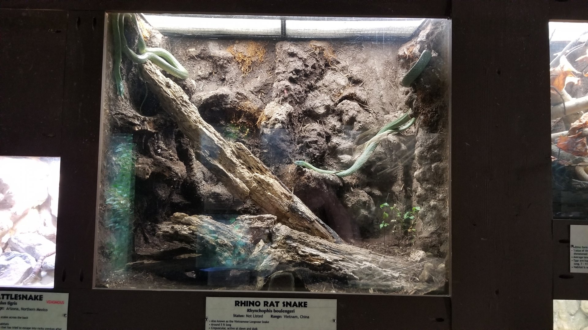 Metro Richmond - Rhino Rat Snake