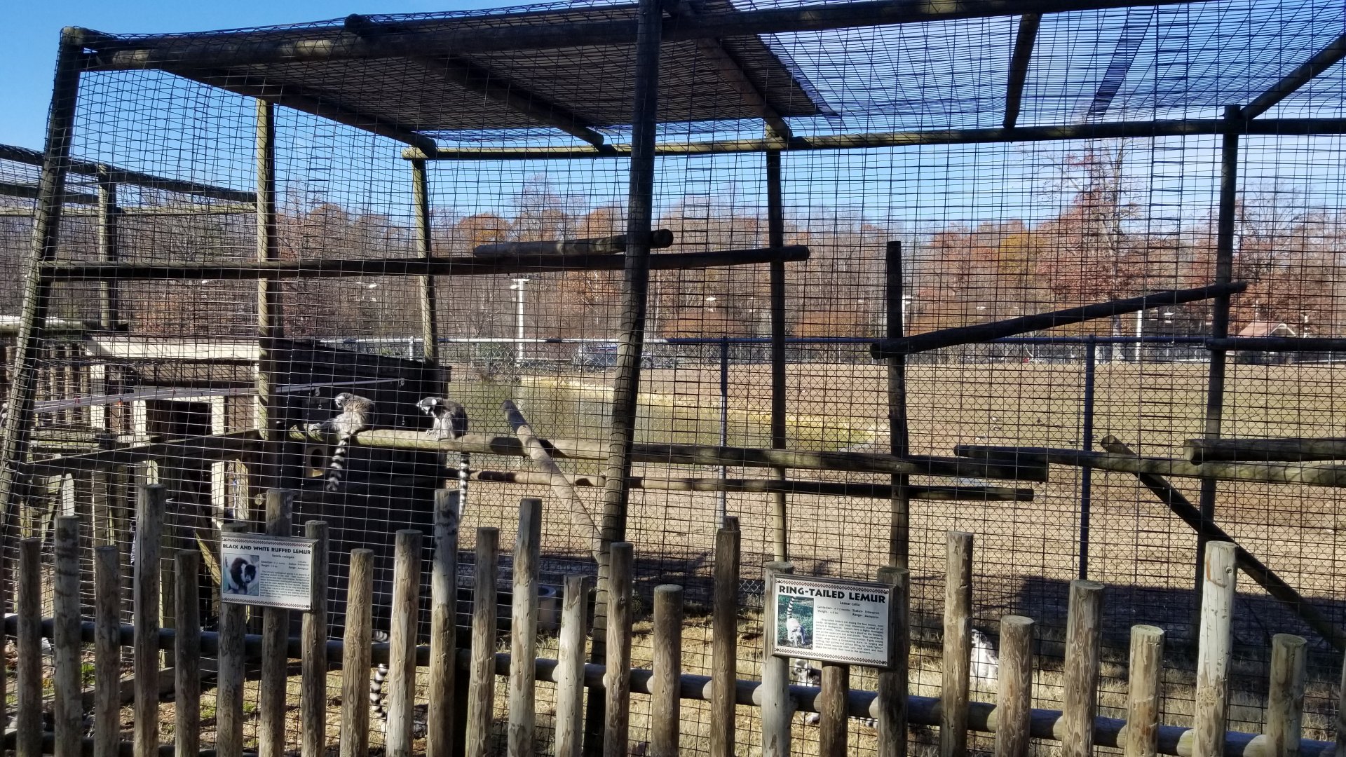 Metro Richmond - Ring-tailed Lemur