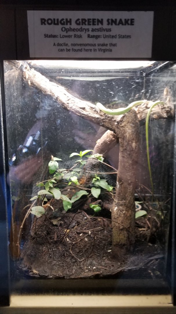 Metro Richmond - Rough Green Snake