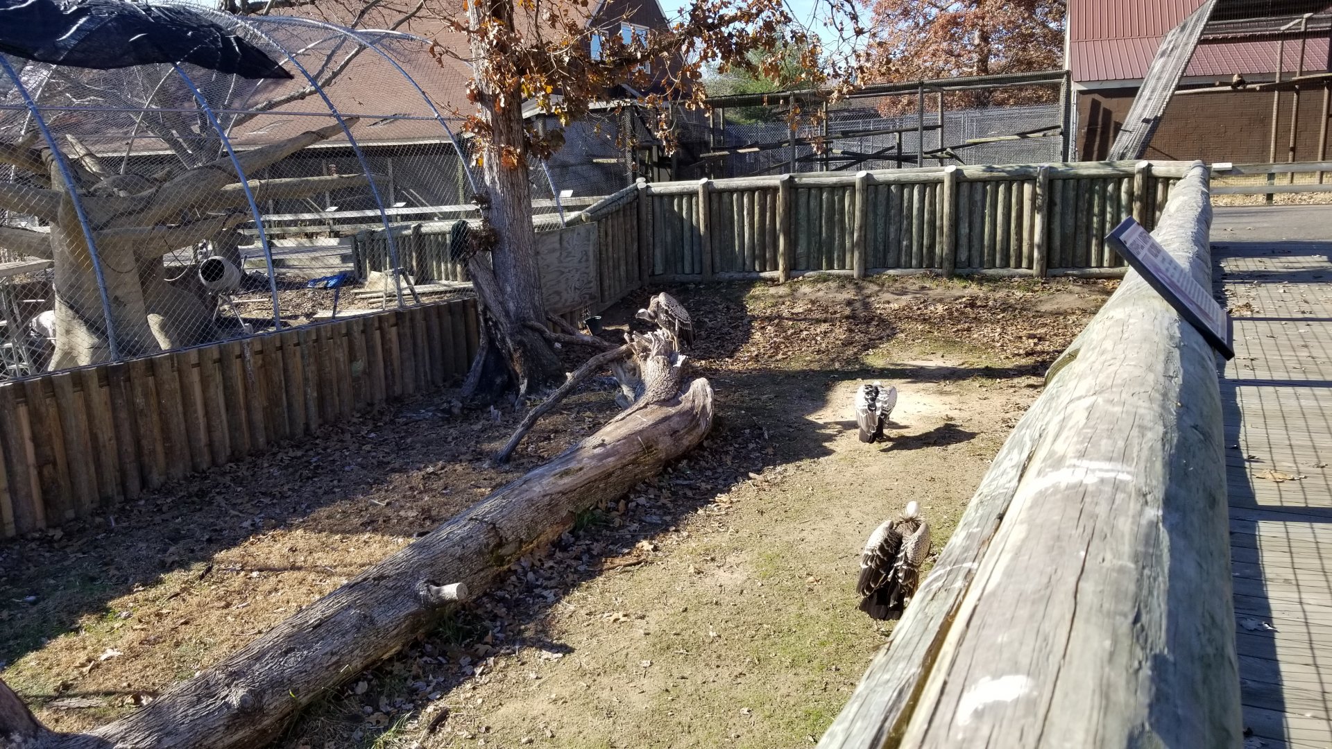 Metro Richmond - Rueppell's Griffon Vultures