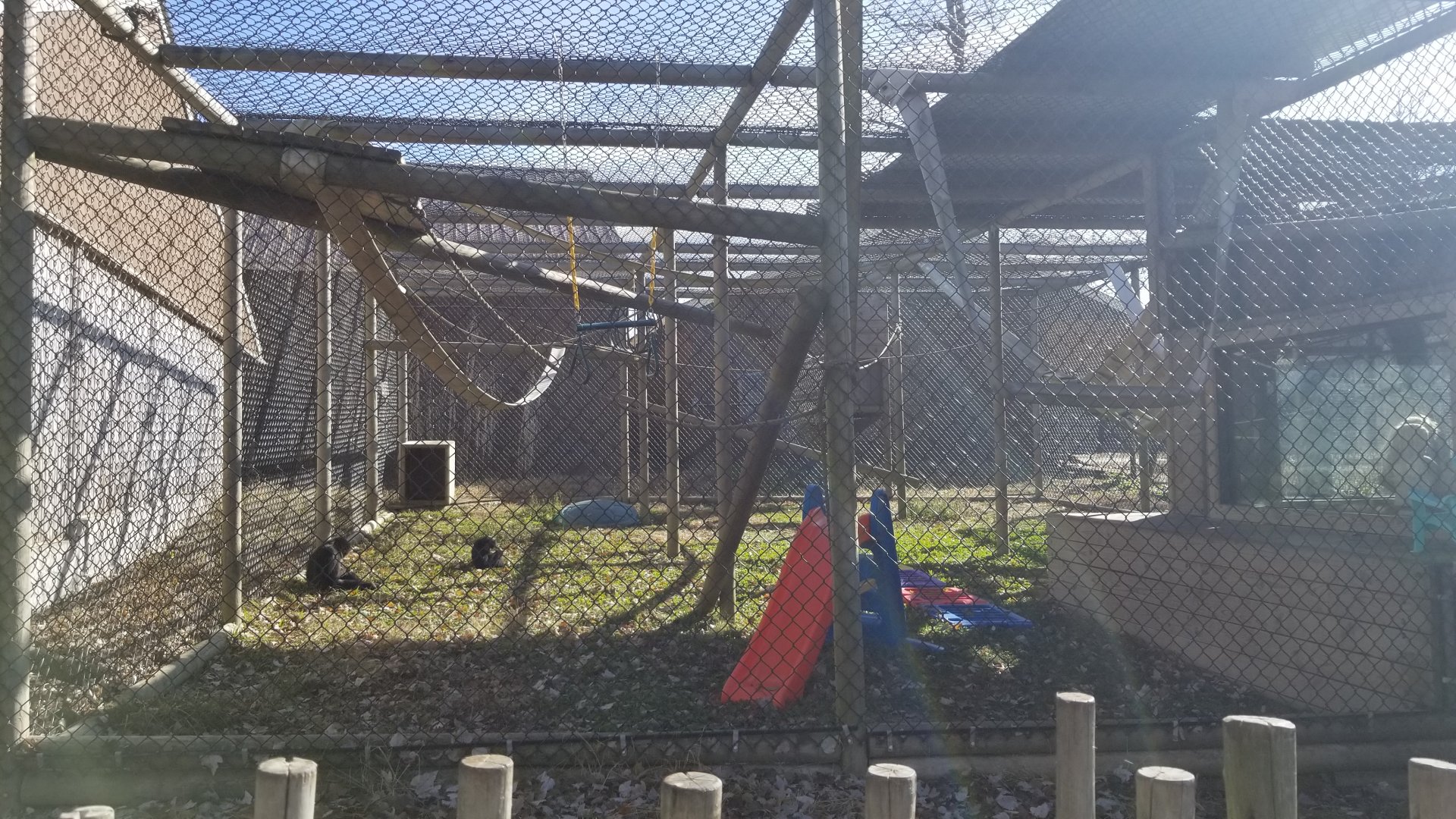 Metro Richmond - Siamang enclosure w/young