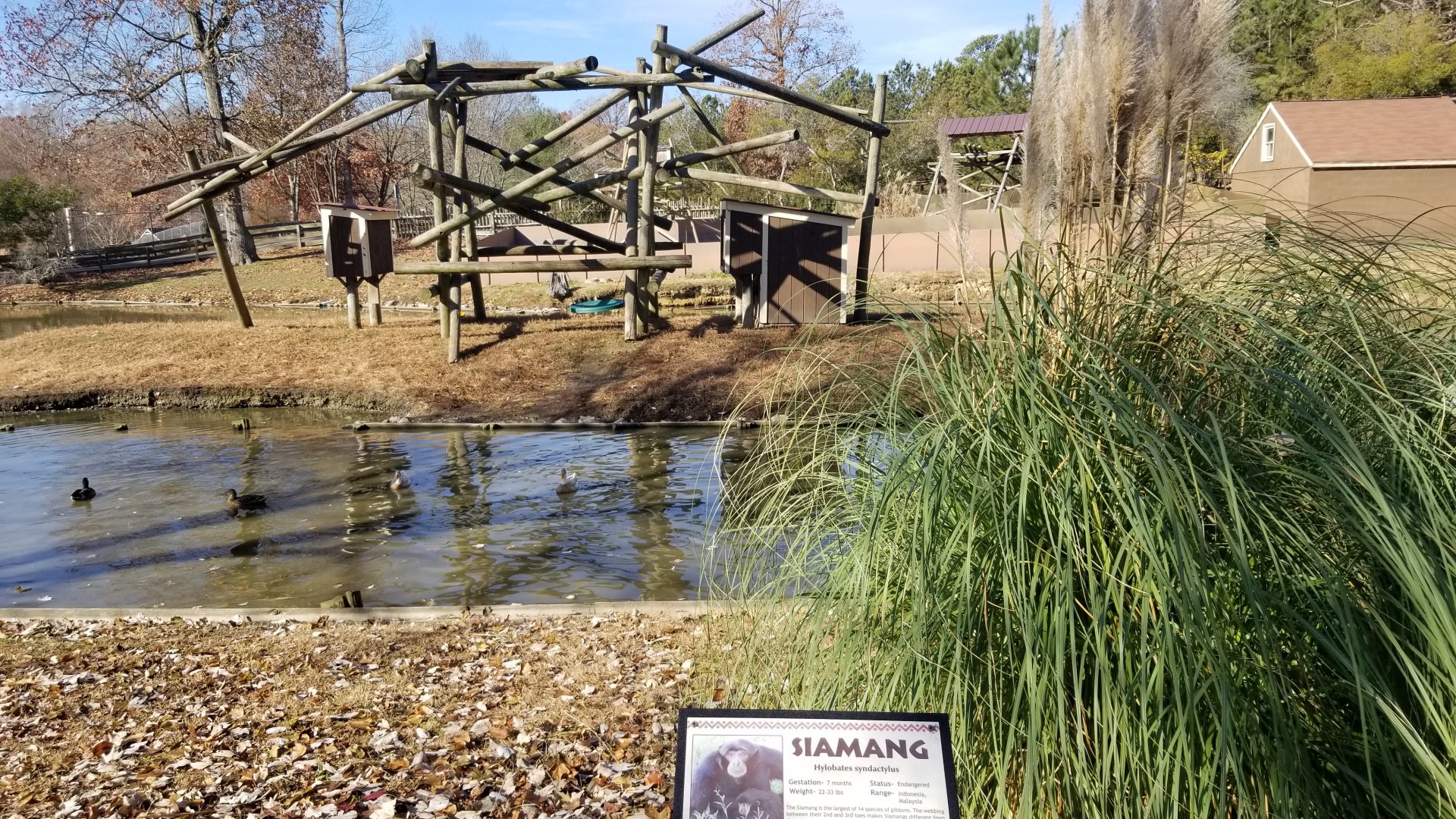 Metro Richmond - Siamang island