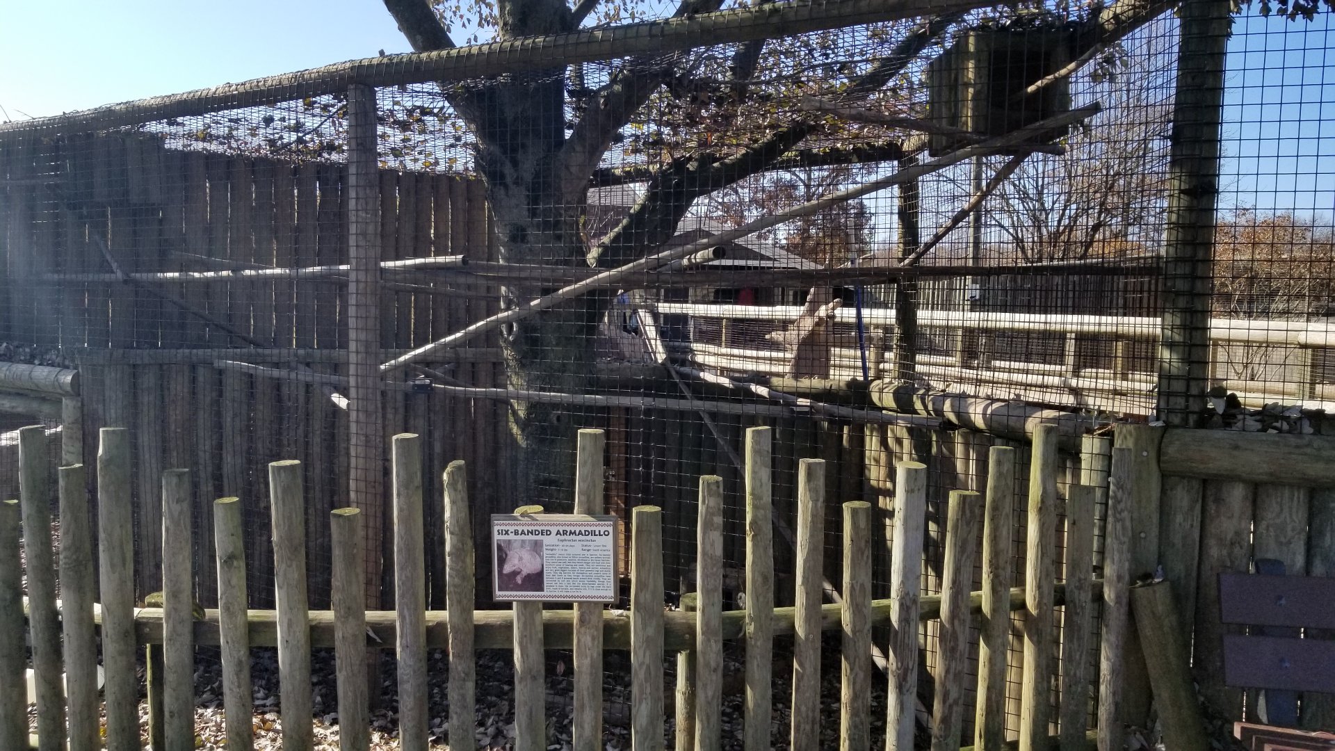 Metro Richmond - Six-banded Armadillo, Eclectus Parrot exhibit