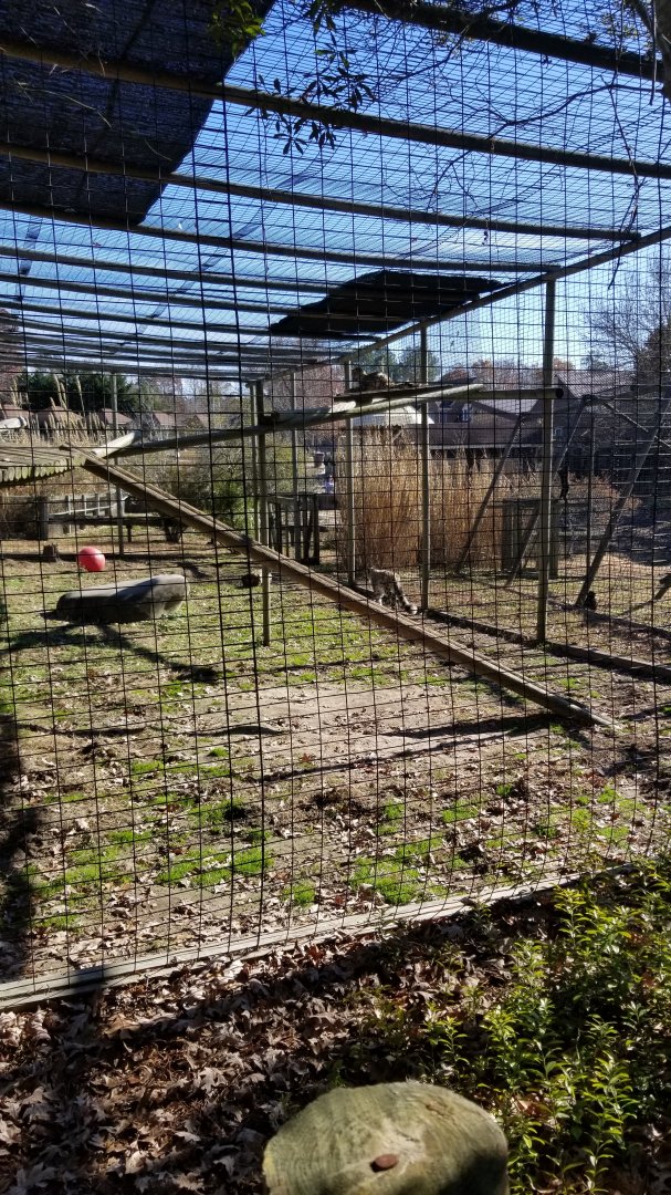 Metro Richmond - Snow Leopards