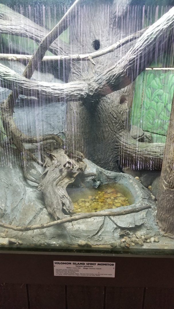 Metro Richmond - Solomon Island Spiny Monitor