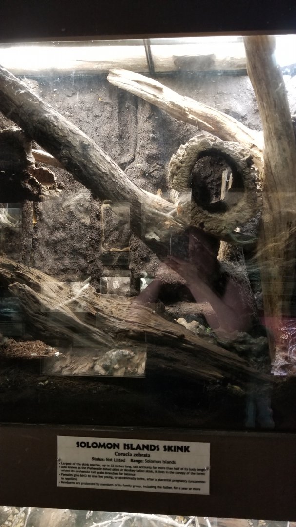 Metro Richmond - Solomon Islands Skink