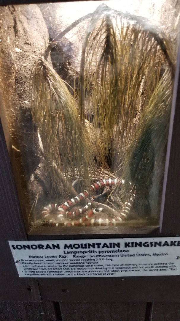 Metro Richmond - Sonoran Mountain Kingsnake