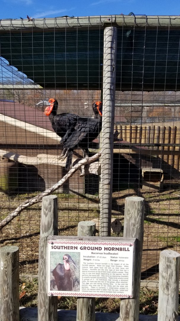 Metro Richmond - Southern Ground Hornbill