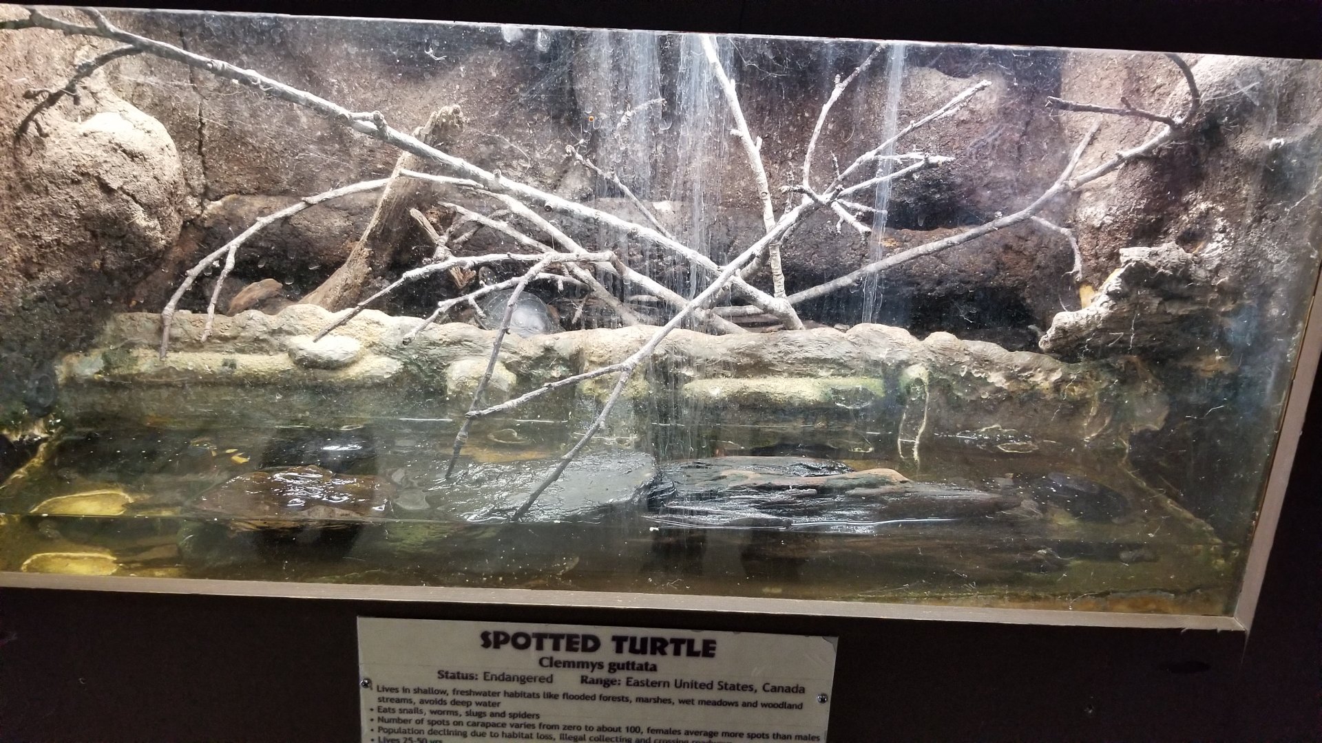 Metro Richmond - Spotted Turtle