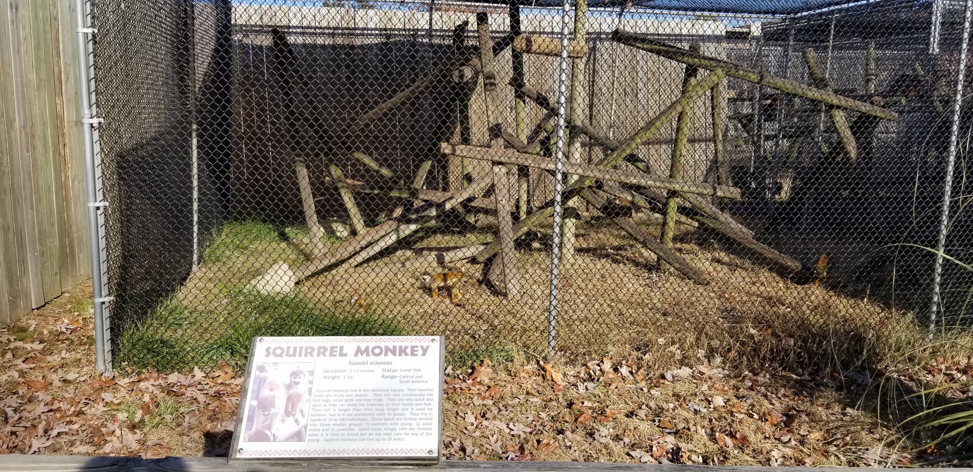 Metro Richmond - Squirrel Monkeys