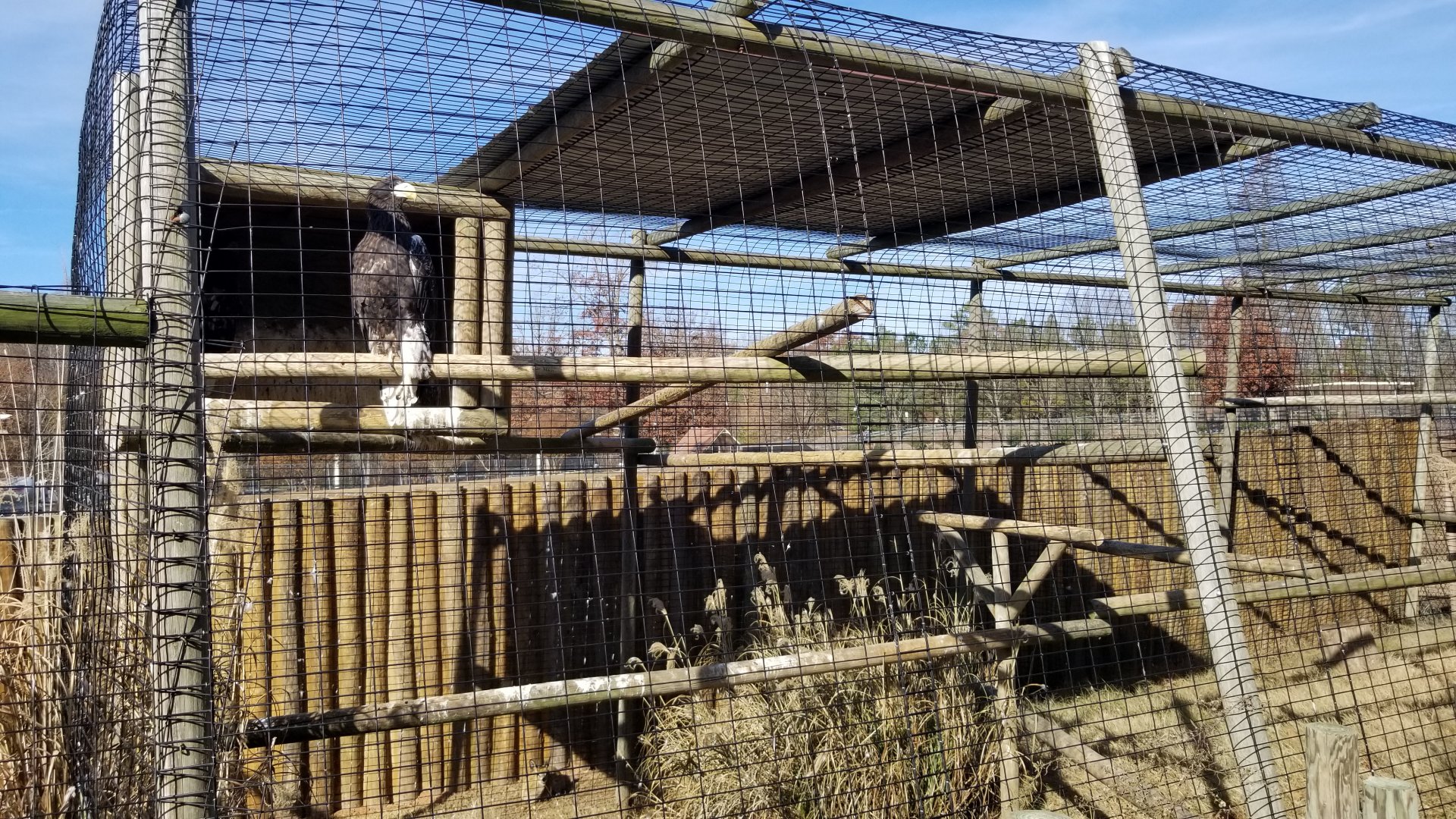 Metro Richmond - Steller's Sea Eagle, w/ klipspringer on ground behind exhibit