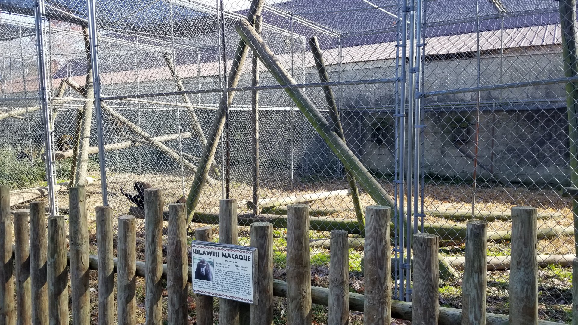 Metro Richmond - Sulawesi Macaque