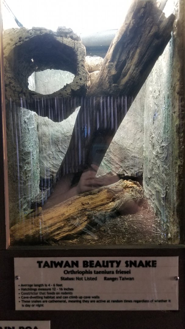 Metro Richmond - Taiwan Beauty Snake