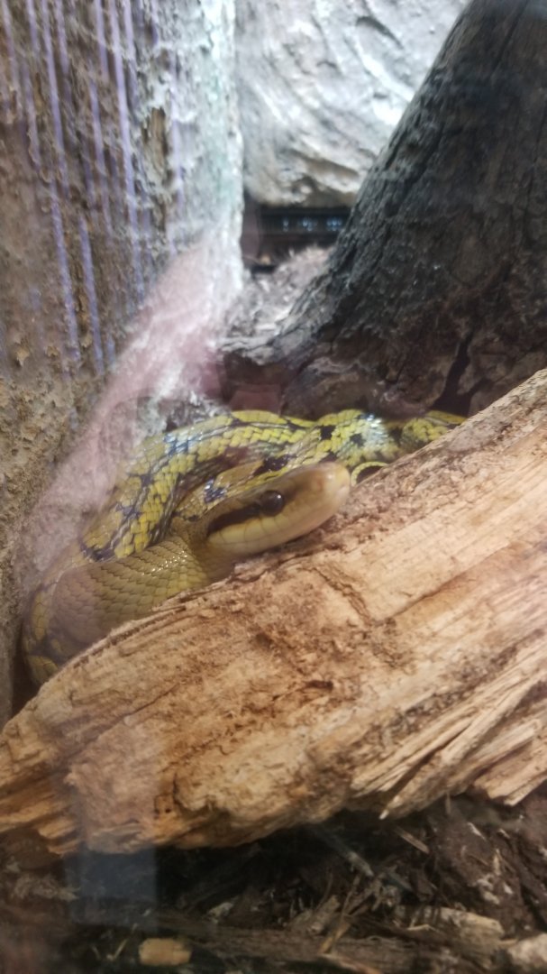 Metro Richmond - Taiwan Beauty Snake