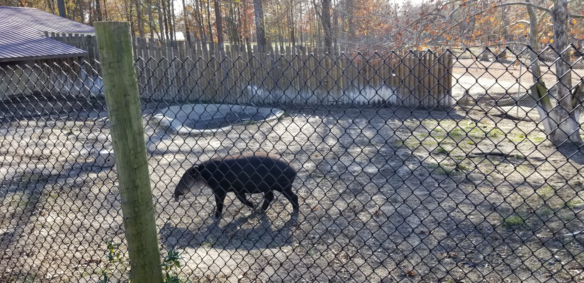 Metro Richmond - Tapir