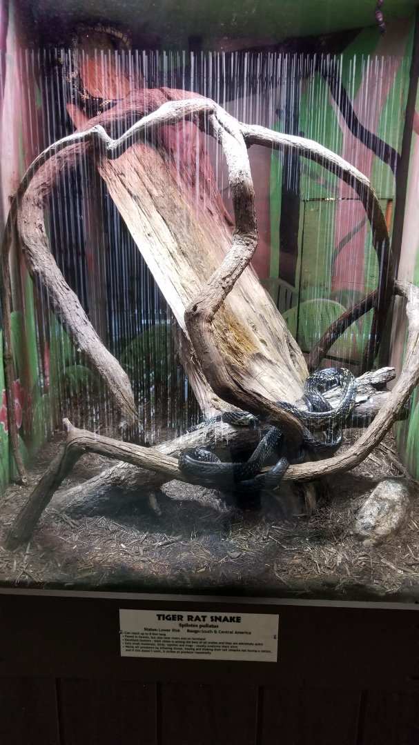 Metro Richmond - Tiger Rat Snake