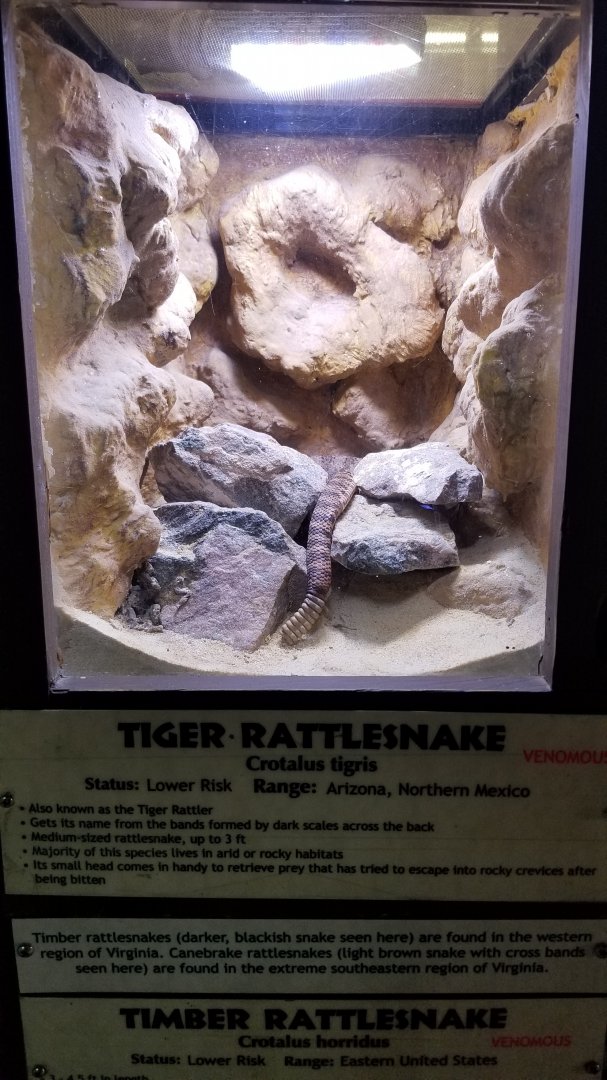 Metro Richmond - Tiger Rattlesnake