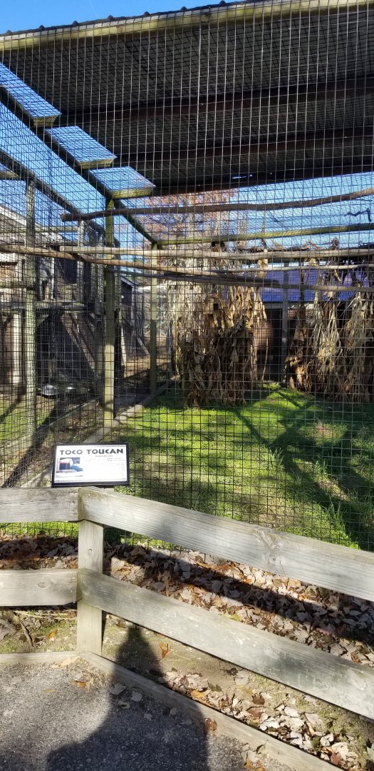 Metro Richmond - Toco Toucan