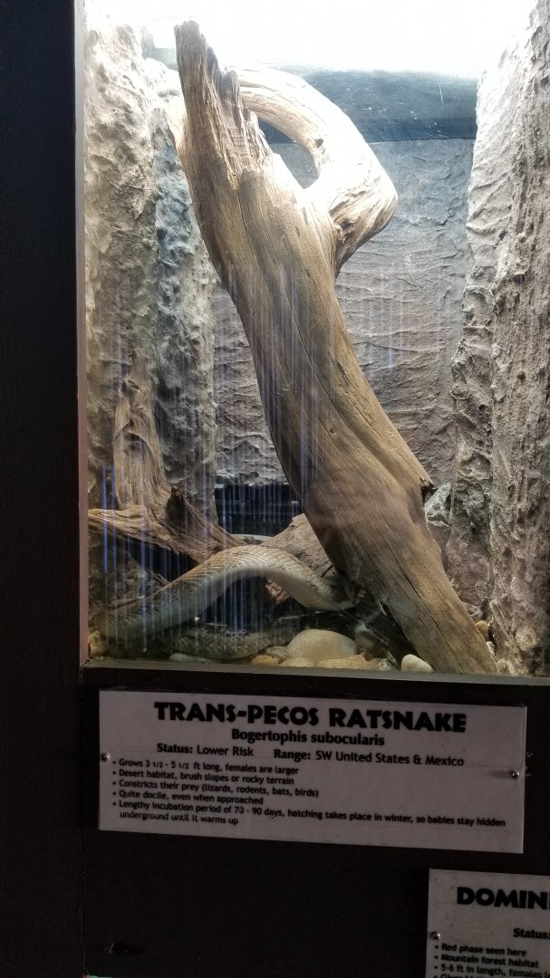 Metro Richmond - Trans-Pecos Ratsnake