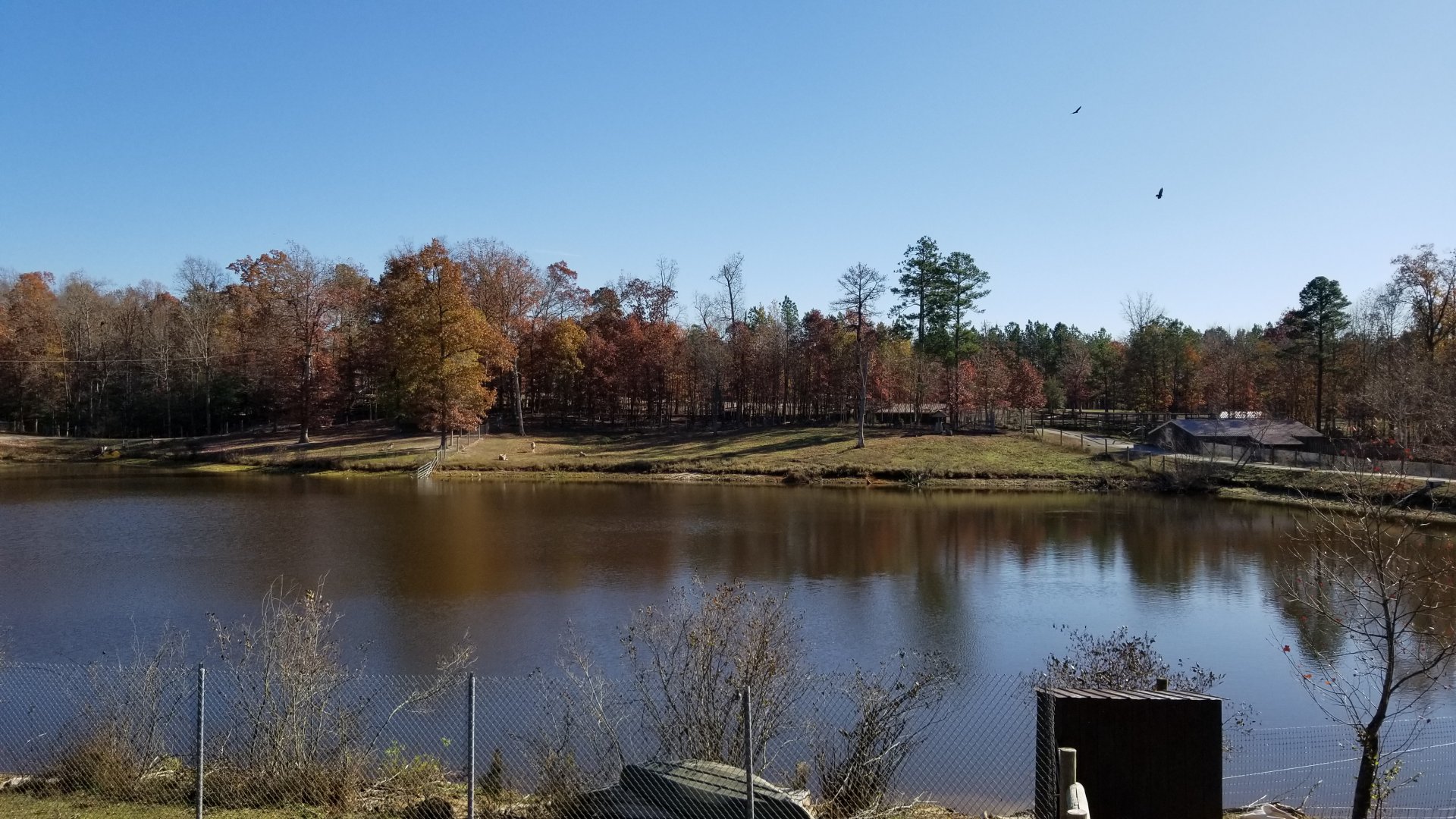 Metro Richmond - view over pond to Gemsbok