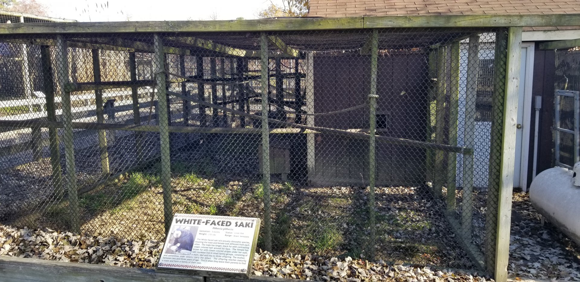 Metro Richmond - White-faced Saki