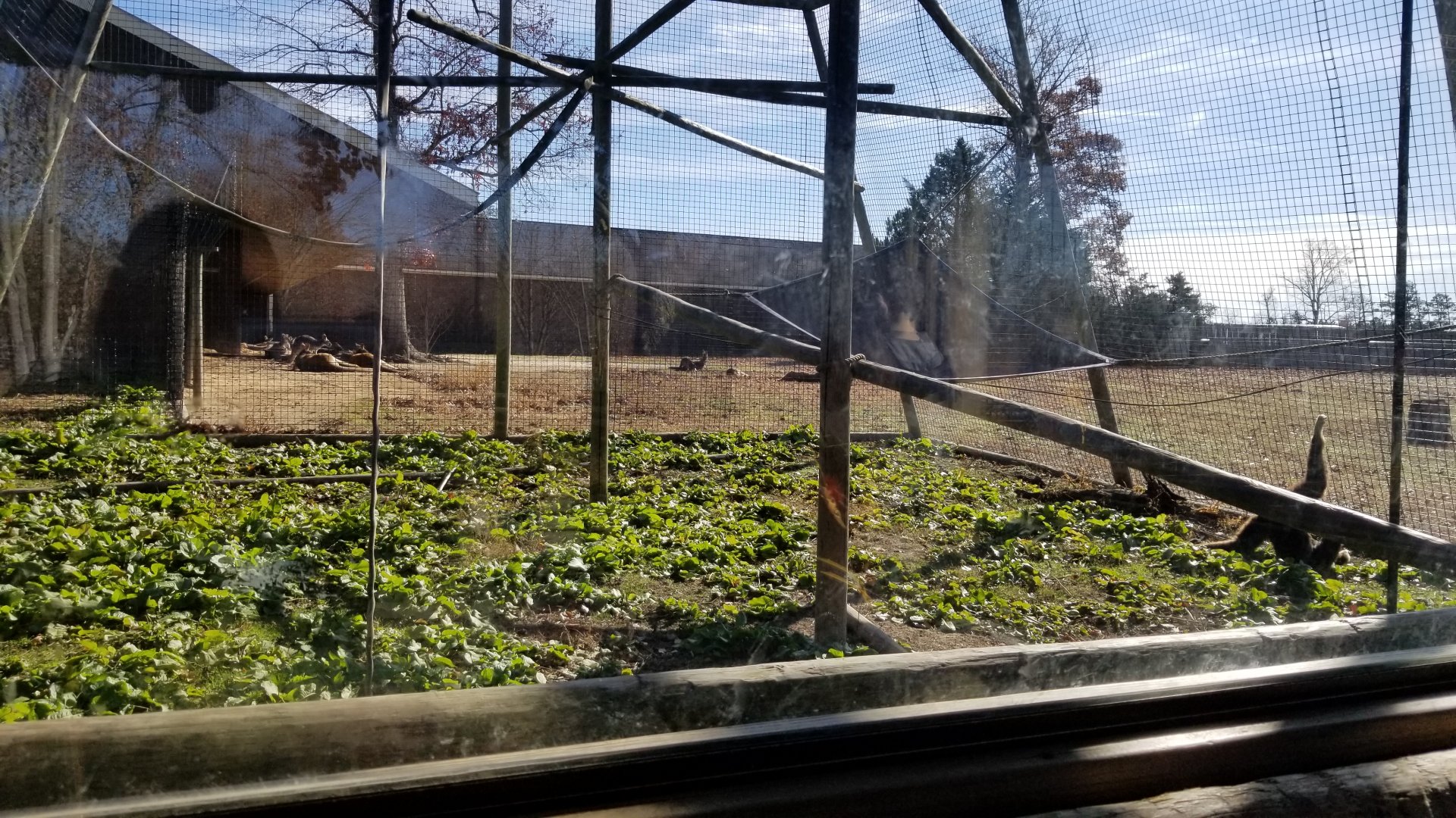 Metro Richmond - White-handed Gibbon enclosure w/ Red Kangaroos in background