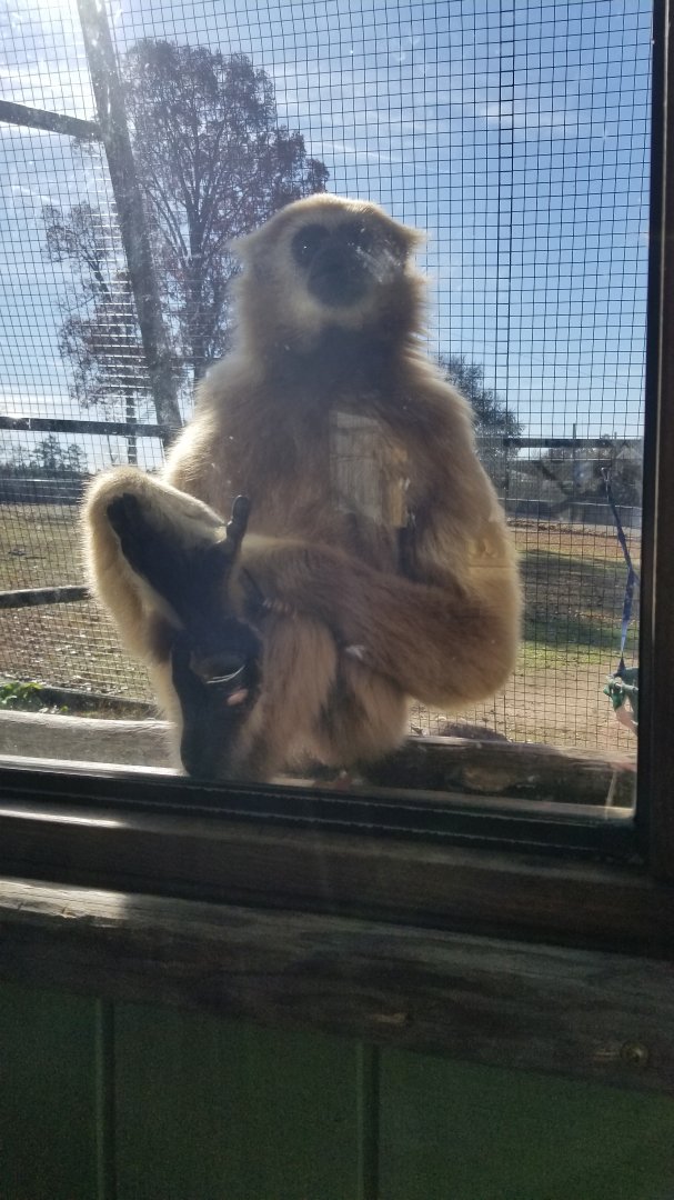 Metro Richmond - White-handed Gibbon