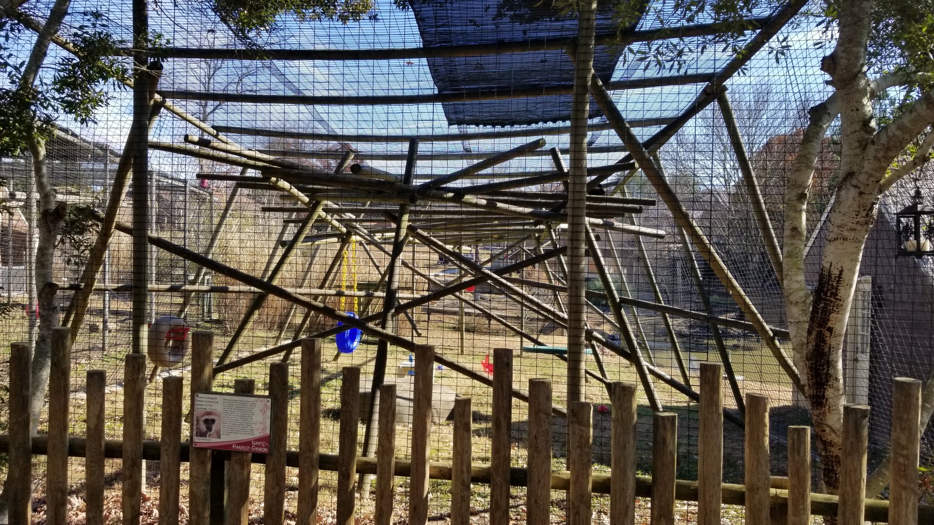 Metro Richmond - White-handed Gibbon