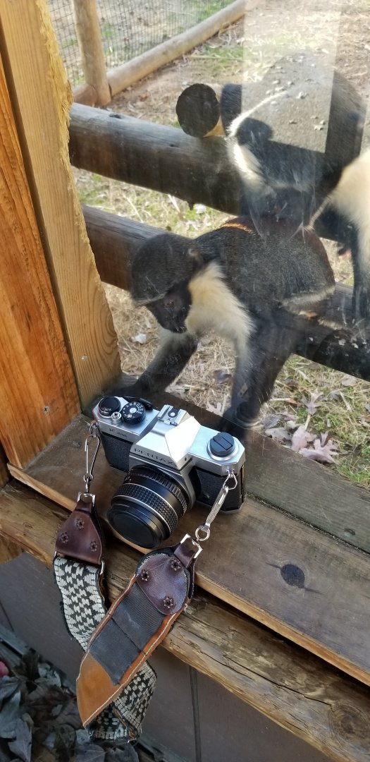 Metro Richmond - young Diana Monkeys trying to figure out my camera