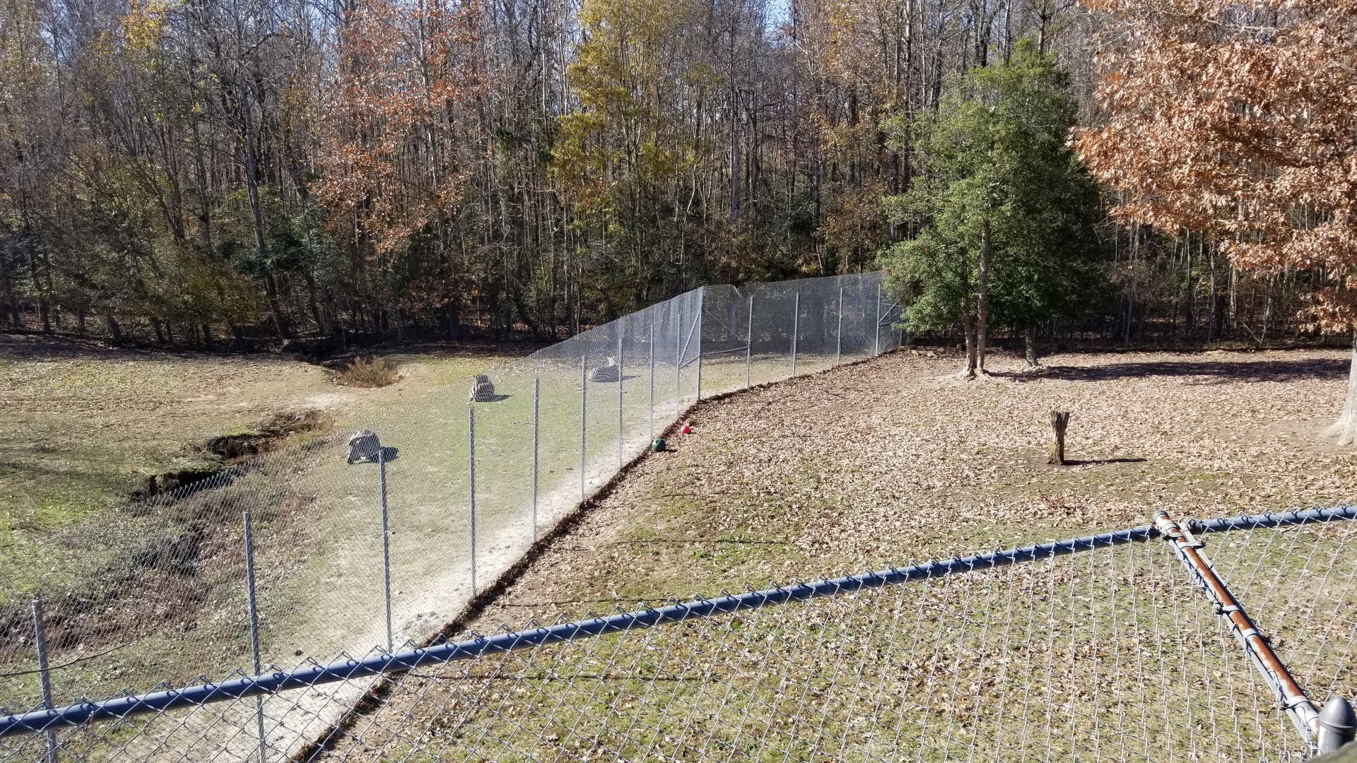 Metro Richmond - Zebras on left, Cheetahs on right (under big green tree)